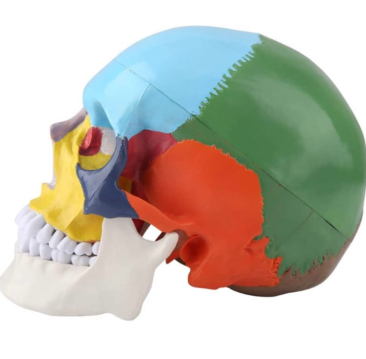 1: 2 Anatomie anatomique du crâne démonté Squelette Crâne Détachable  Matériel d'enseignement