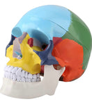 Crâne anatomique